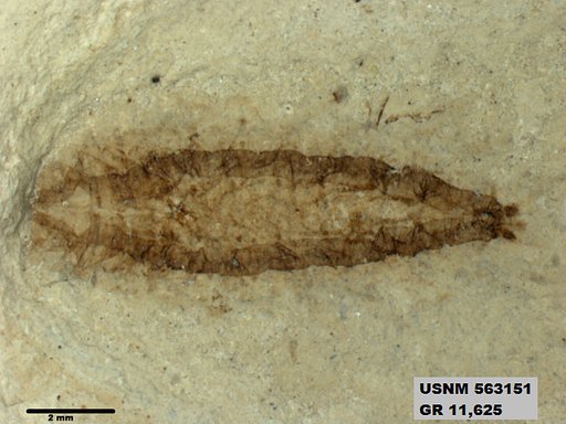 Insecta