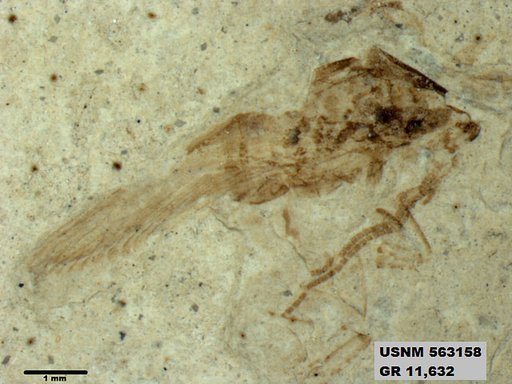 Insecta