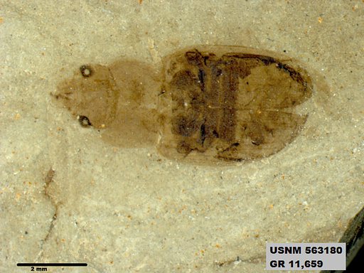 Insecta