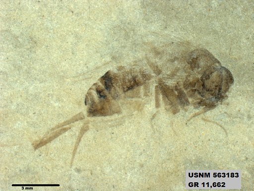 Insecta