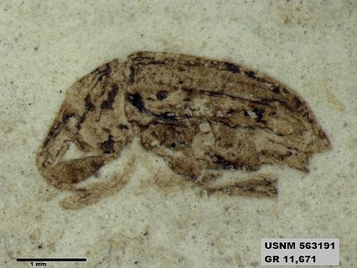 Insecta