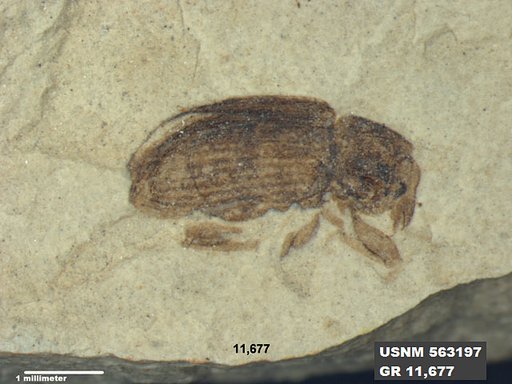 Insecta