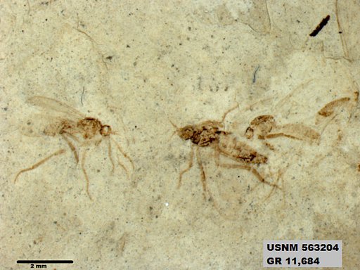 Insecta