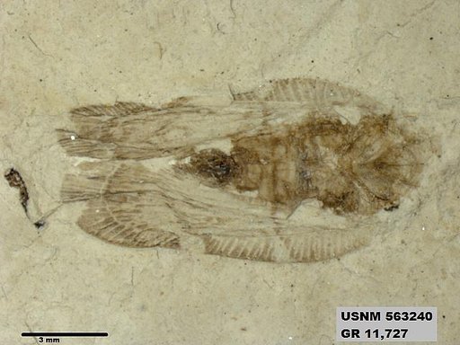 Insecta