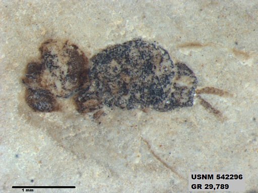 Insecta