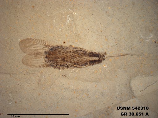 Genus sp