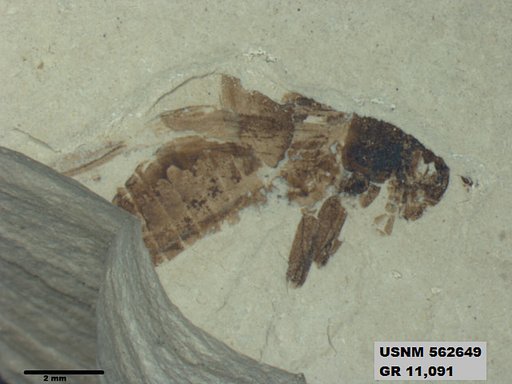 Insecta
