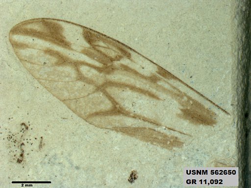 Insecta