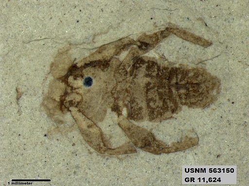 Insecta