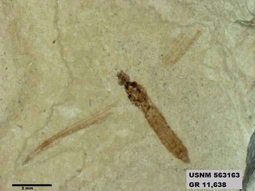 Insecta