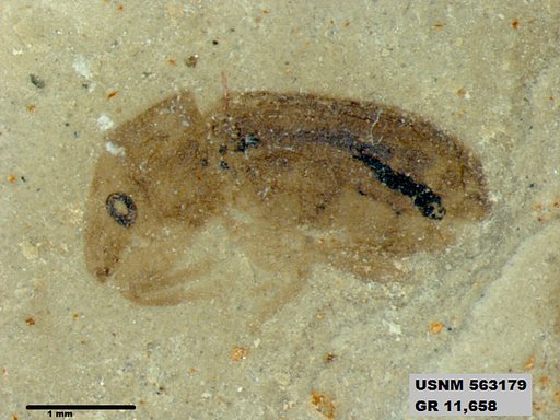 Insecta