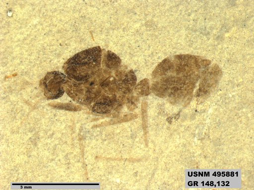 Eoformica sp