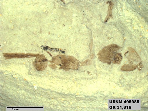 Archimyrmax rostratus Cockerell