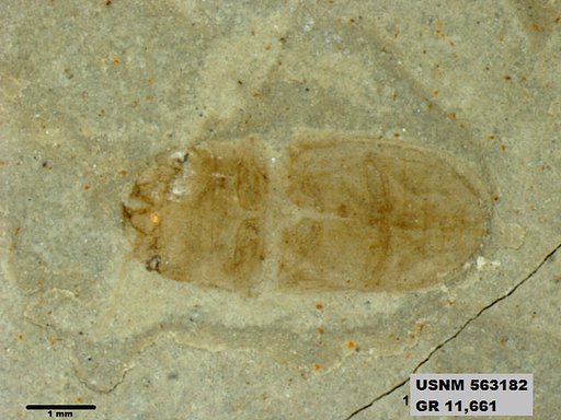 Insecta