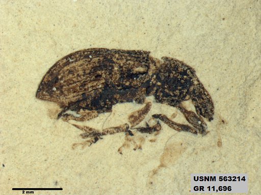 Insecta
