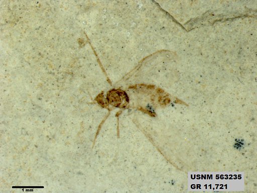 Insecta