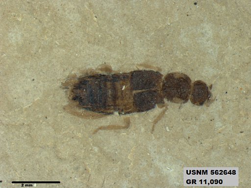 Genus sp