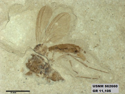 Insecta