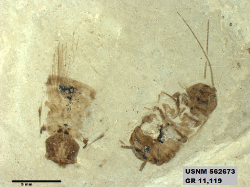 Insecta