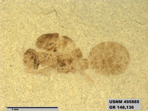 Eoformica sp