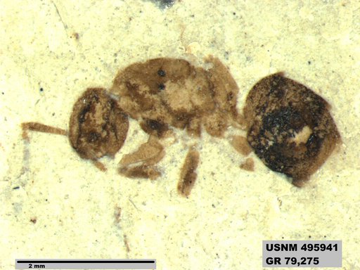 Dolichoderus kohlsi