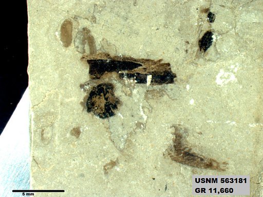 Insecta