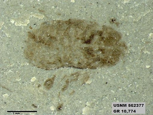 Insecta