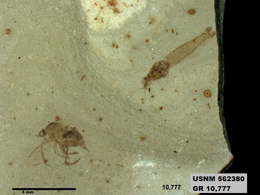 Insecta