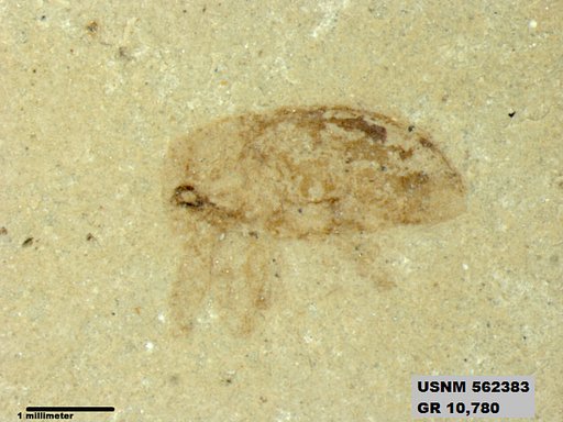 Insecta