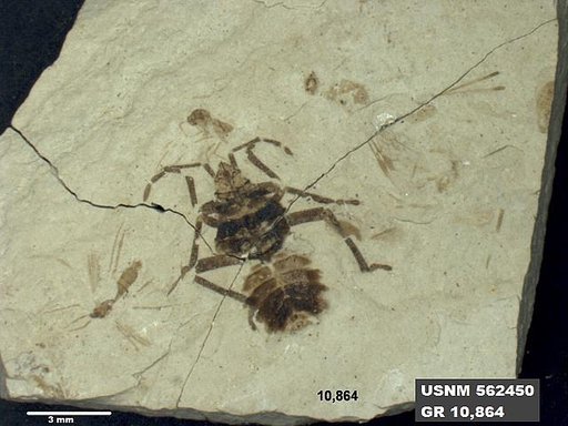 Insecta