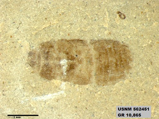 Insecta