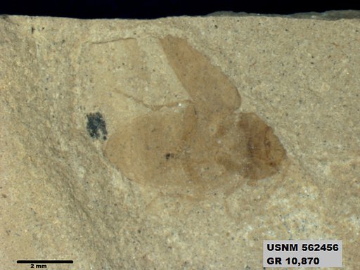 Insecta