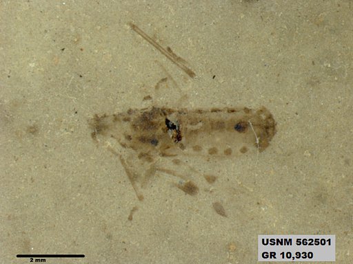 Insecta