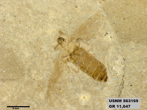Insecta