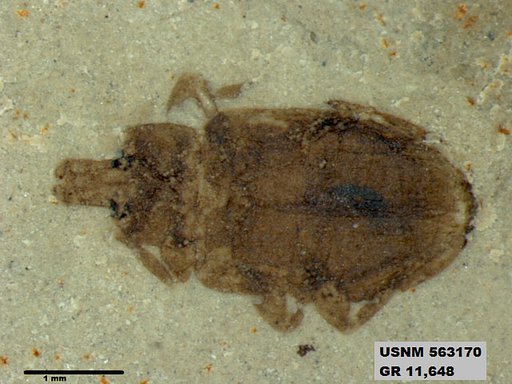 Insecta