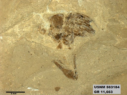 Insecta