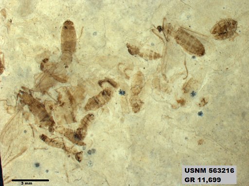 Insecta