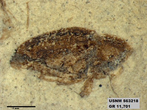 Insecta