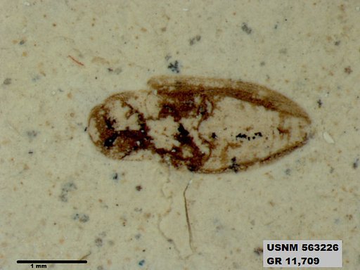 Insecta