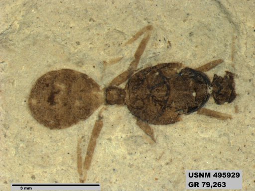 Eoformica pinguis