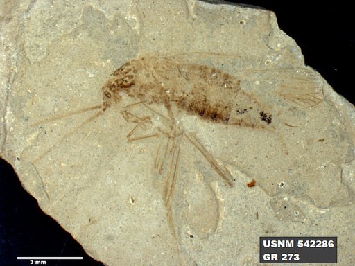 Genus sp