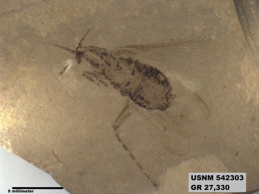 Genus sp