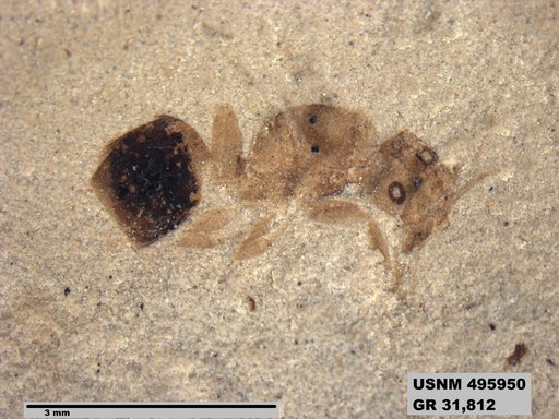 Dolichoderus kohlsi