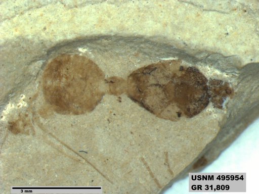 Eoformica pinguis