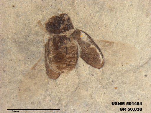 Tipula sp