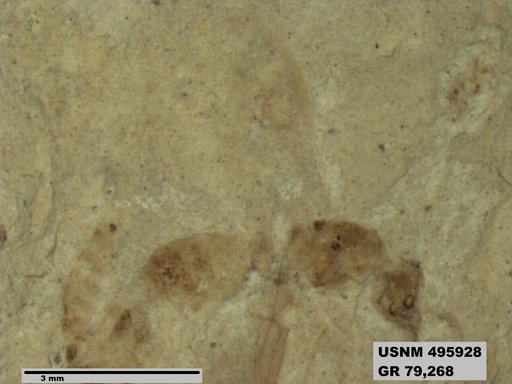 Dolichoderus kohlsi