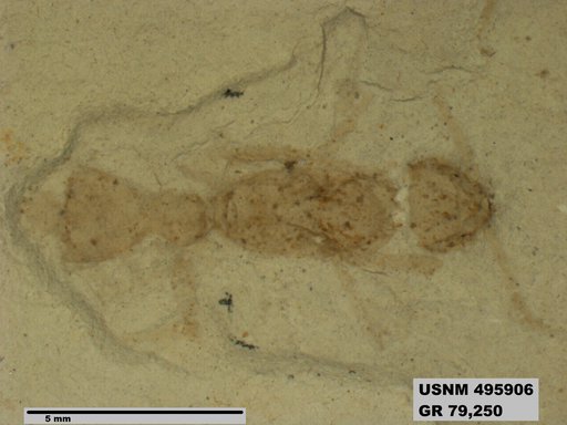 Kohlsomyrma gracilis