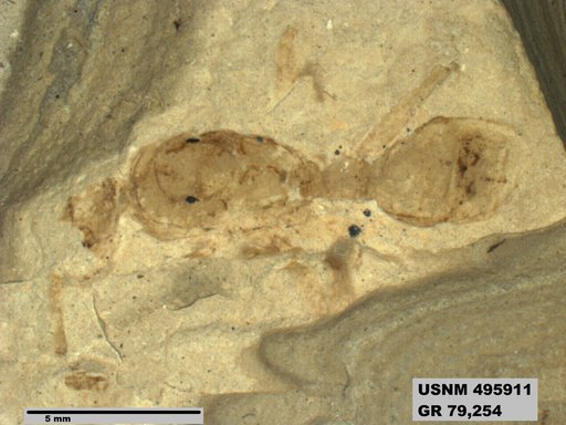 Kohlsomyrma gracilis