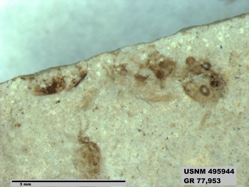 Dolichoderus kohlsi