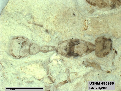 Archimyrmax rostratus Cockerell